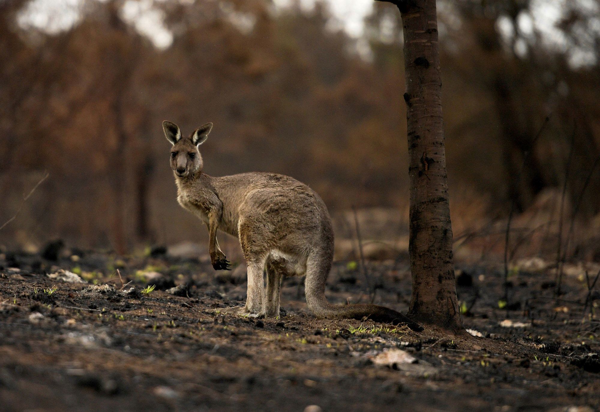 Australijczycy zajmują się zwierzętami. Wiele z nich odzyskało siły 3