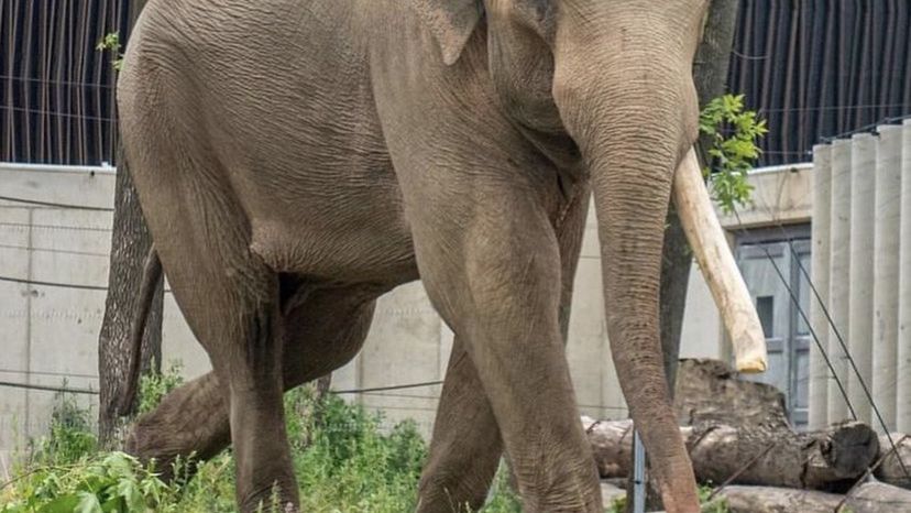 Pierwszy lokator łódzkiego Orientarium - słoń indyjski Alexander