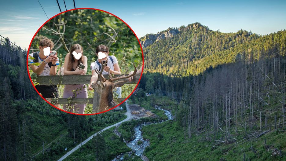 Turyści dokarmiali jelenia w Kuźnicach