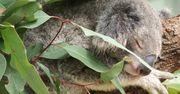 Co mówi misio? Koala i komórki