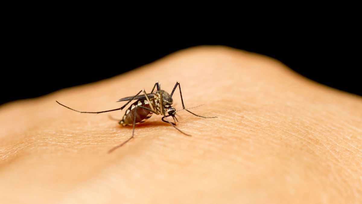 Co odstrasza komary?