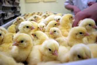 Ukraina zakazuje importu polskich jaj i drobiu. "Pisklęta zginą w męczarniach"