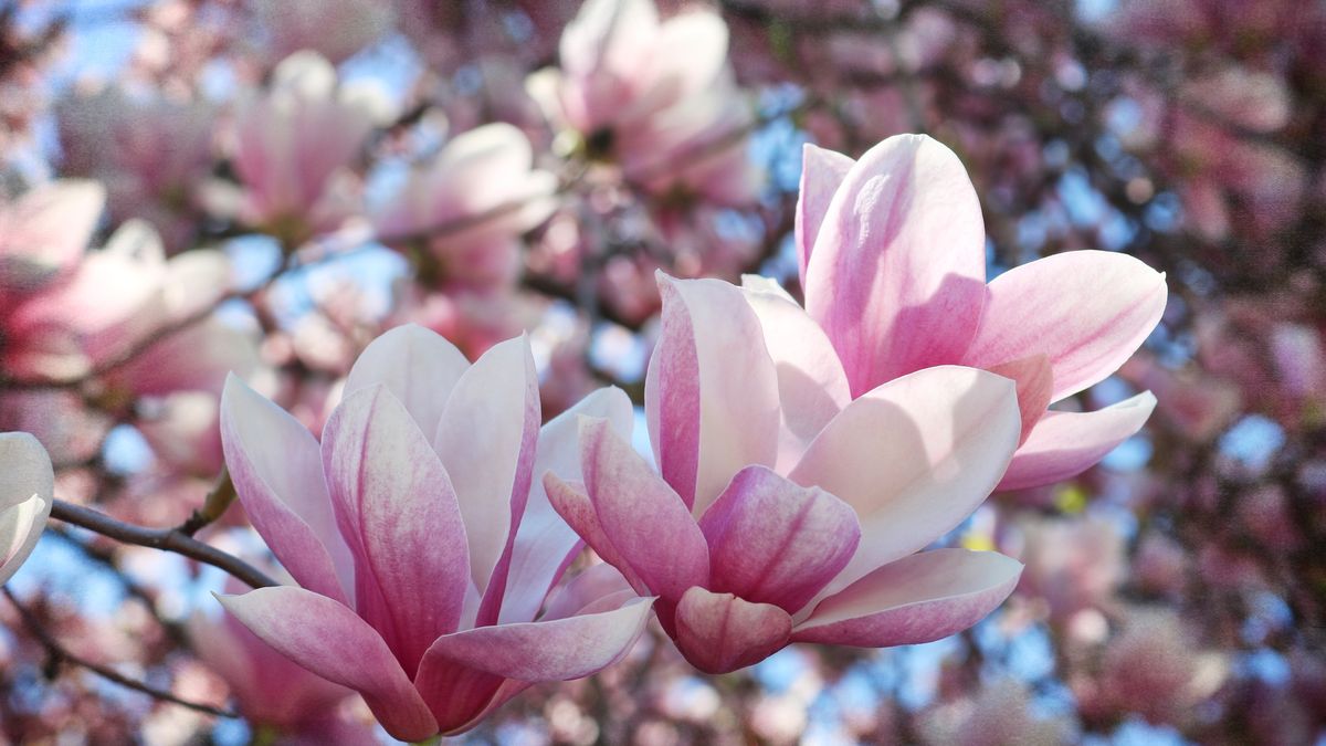 Magnolias in BloomGorgeous blooms of Pink Magnolia seem to be dancing in spring light.Katrin Ray Shumakovplant part, close-up, leaf, fragility, freshness, beauty in nature, outdoors, day, defocused, elegance, focus on foreground, magnolia, in bloom, flowering plant, white color, springtime, blossom, illuminated, brightly lit, beauty, pink color, branch - plant part, nature, flower, petal, tree, plant, intricacy, dreamlike, season, public park, may, spring collection, backgrounds, sky, flower head, botany, bud, growth, single flower, No People