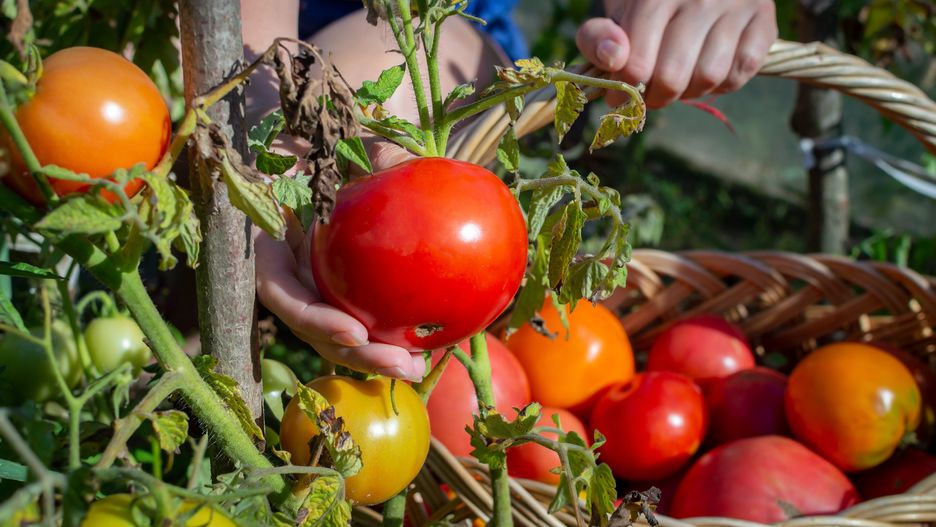 A young woman farmer picks tomatoes from a bush and puts them in a wicker harvesting basket. Frontal view
A young woman farmer picks tomatoes from a bush and puts them in a wicker harvesting basket. Frontal view.
tomato, picks, basket, food, bush, vegetable, freshness, gardening, red, ripe, agriculture, farm, summer, harvesting, organic, farmer, growth, people, holding, green, hand, outdoors, fresh, farming, harvest, hold, produce, picking, gardener, woman, holding hands, production, abundance, horticulture, juicy, wicker, wicker basket, raw potato, carrying, Young, several, puts, tomatoes, from, Frontal, view, tomato, picks, basket, food, bush, vegetable, freshness, gardening, red, ripe, agriculture, farm, summer, harvesting, organic, farmer, growth, people, holding, green, hand, outdoors, fresh, farming, harvest, hold, produce, picking, gardener, woman, holding hands, production, abundance, horticulture, juicy, wicker, wicker basket, raw potato, carrying, young, several, puts, tomatoes, from, frontal, view