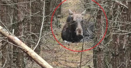 Wyciągnął aparat i zrobił zdjęcie. Niezwykły widok podczas grzybobrania