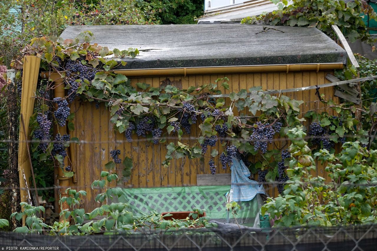 5 tys. zł kary dla działkowców. Urzędnicy mierzą odległości od płotu