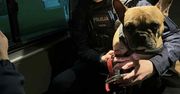 Jastrzębie-Zdrój: Pies przywiązany do drzewa. Interweniowała policja