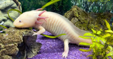 Aksolotl wygląda jak postać z bajki. W naturze niemal wyginął