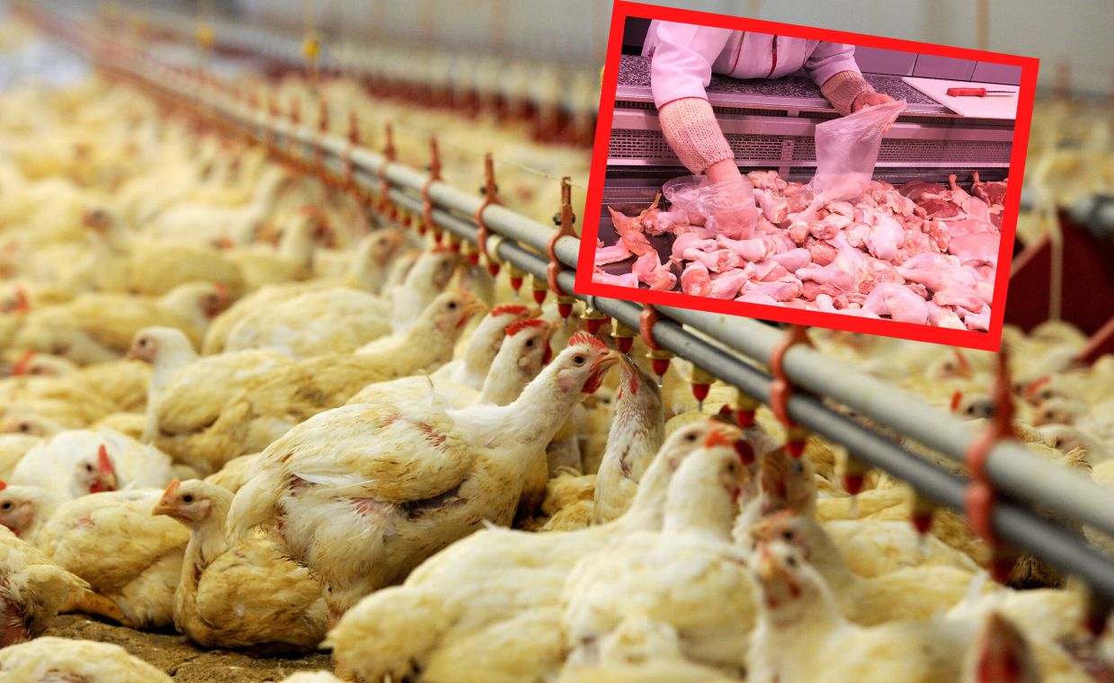 Wielka afera drobiowa. Kurczaki karmiono tłuszczami do produkcji smarów