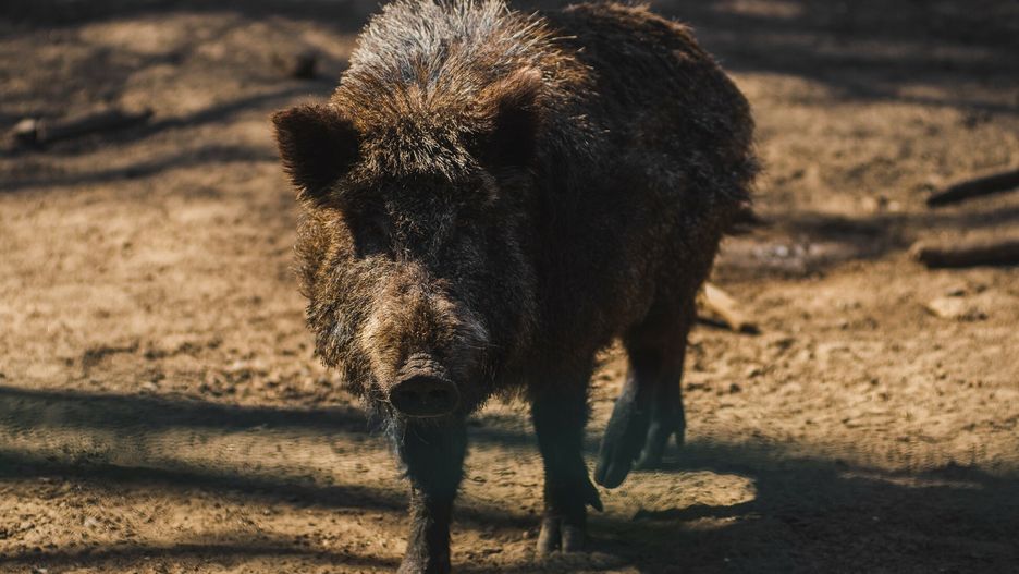 Dzik przerwał poranny spacer mieszkanki Krakowa