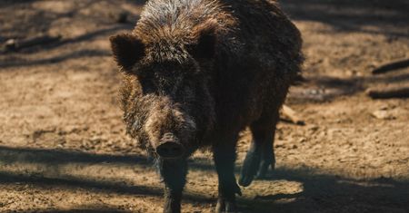 Dzik przerwał poranny spacer mieszkanki Krakowa