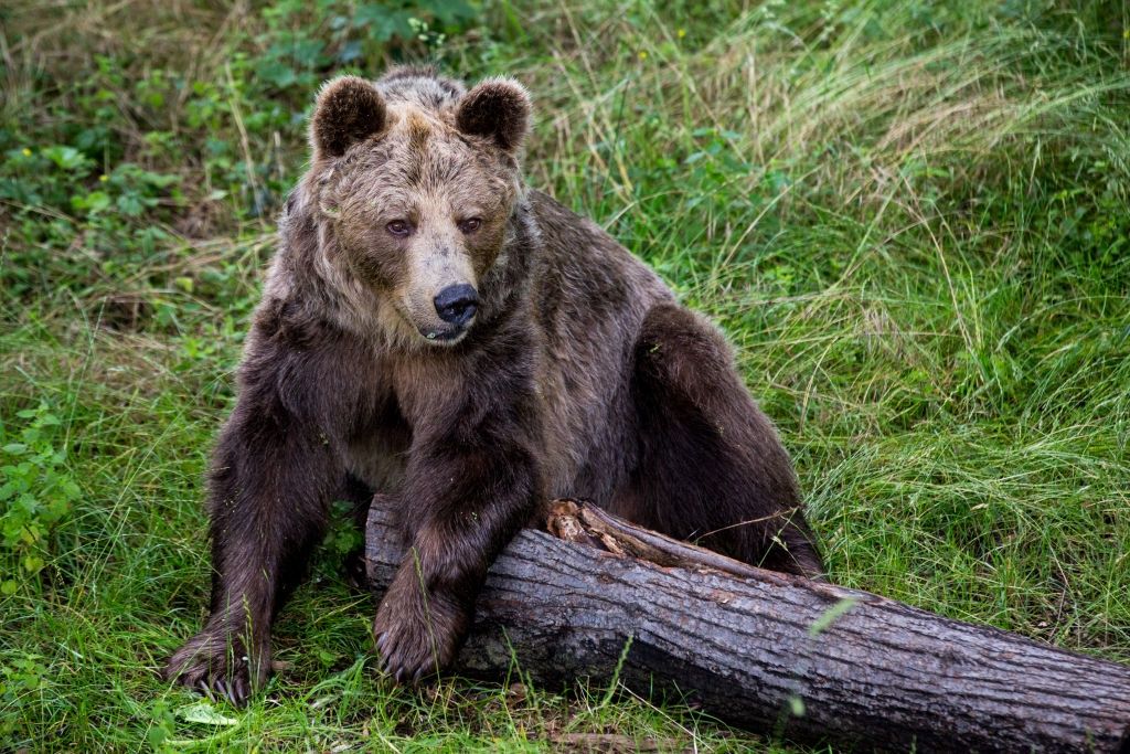 Był już wieczór. Wyłamał drzwi. Oko w oko z niedźwiedziem