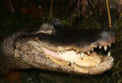 Płock. ZOO obchodzi siedemdziesięciolecie. A najsłynniejsza aligatorka kończy 91 lat