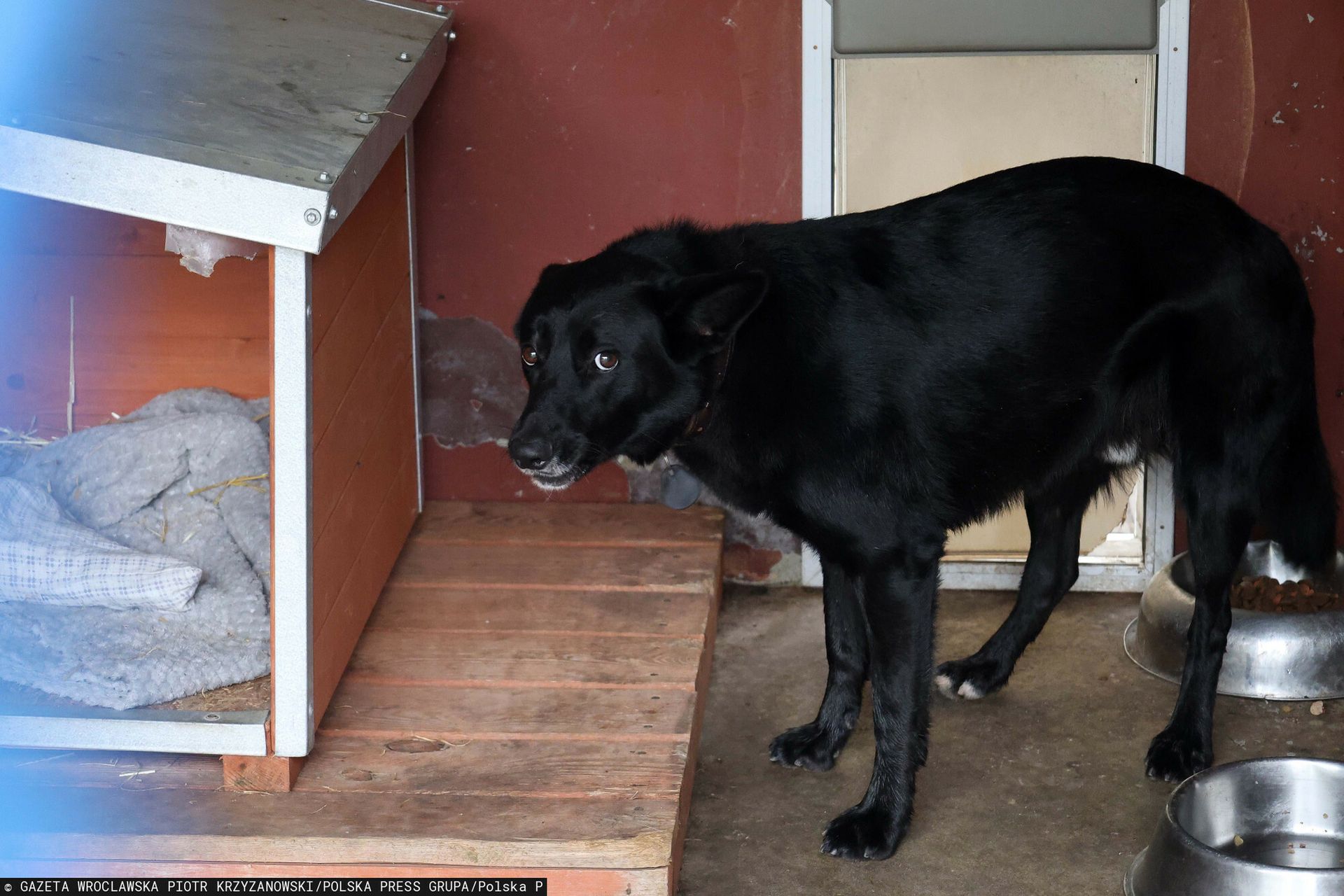Zdjęcie: Schronisko w Hucisku nielegalne, prezeska oskarżona o znęcanie się nad zwierzętami