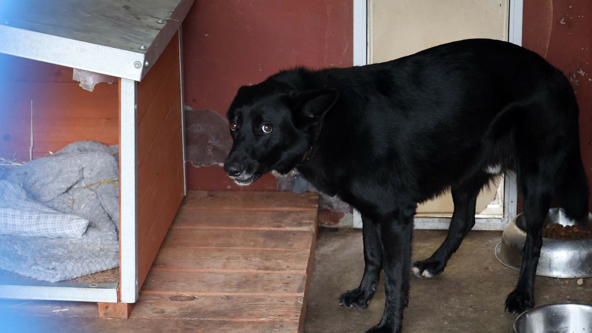 Schronisko dla bezdomnych zwierząt.