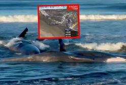 Tsunami na Pacyfiku. Jest wideo z plaży w Japonii