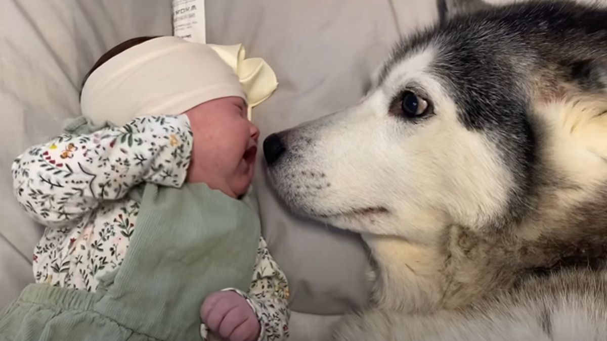 Pies uspokoił niemowlę