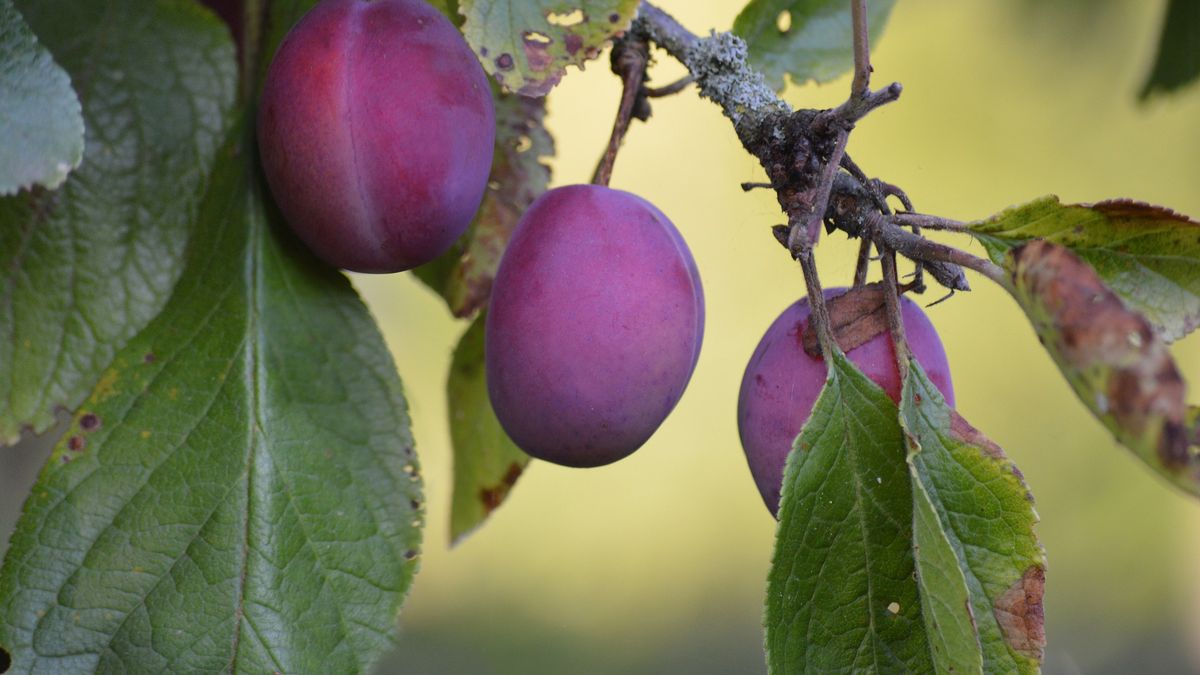   Jak uniknąć robaczywych śliwek? Jest łatwy patent 