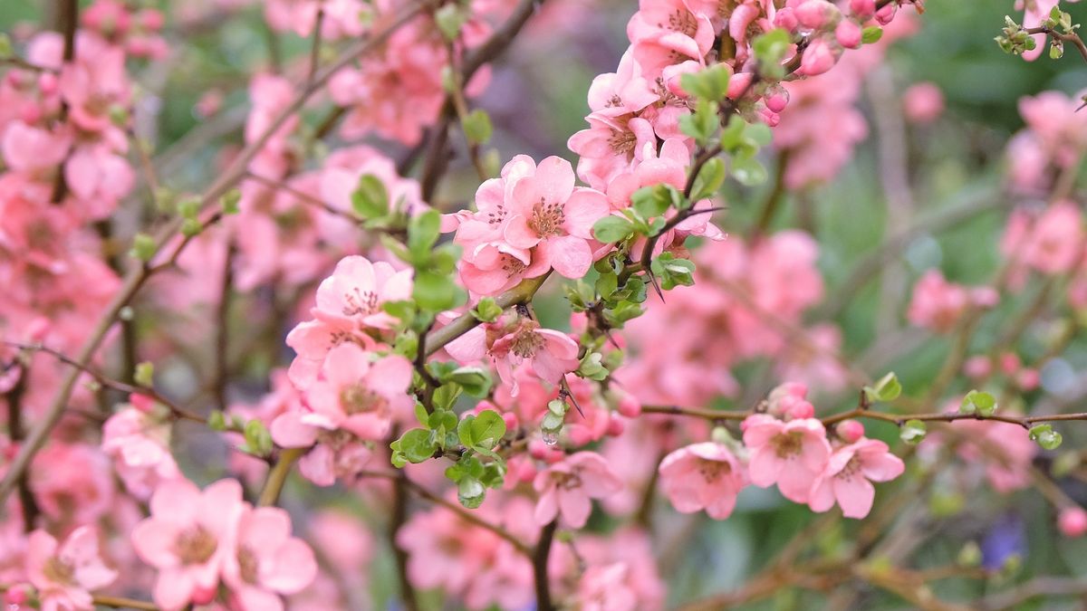 Kiedy przycinać pigwowca?