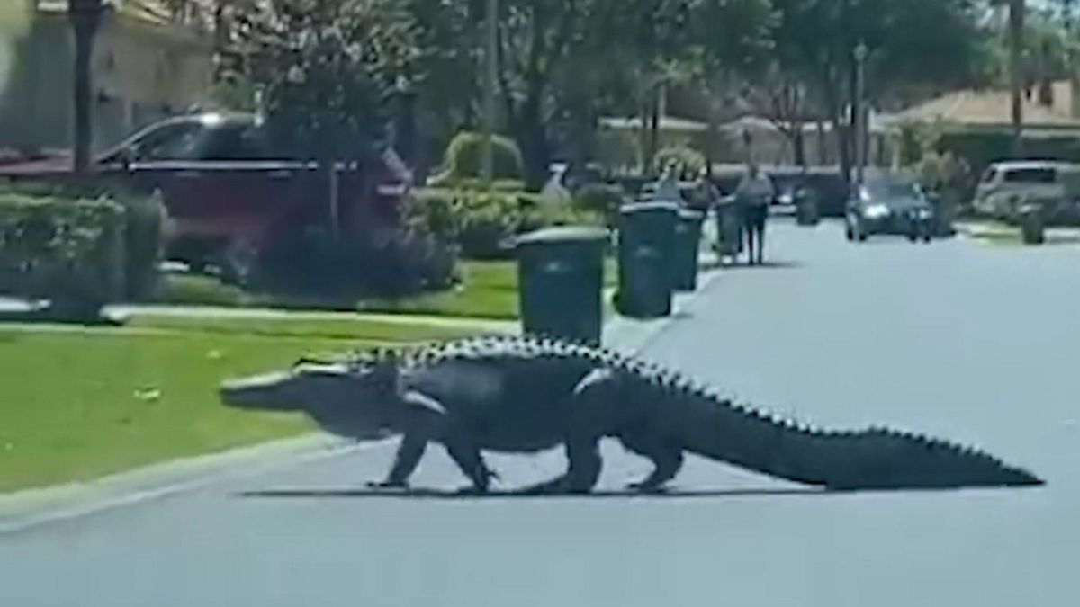 Widok, który zmroził krew w żyłach. Po mieście spacerował gigantyczny aligator