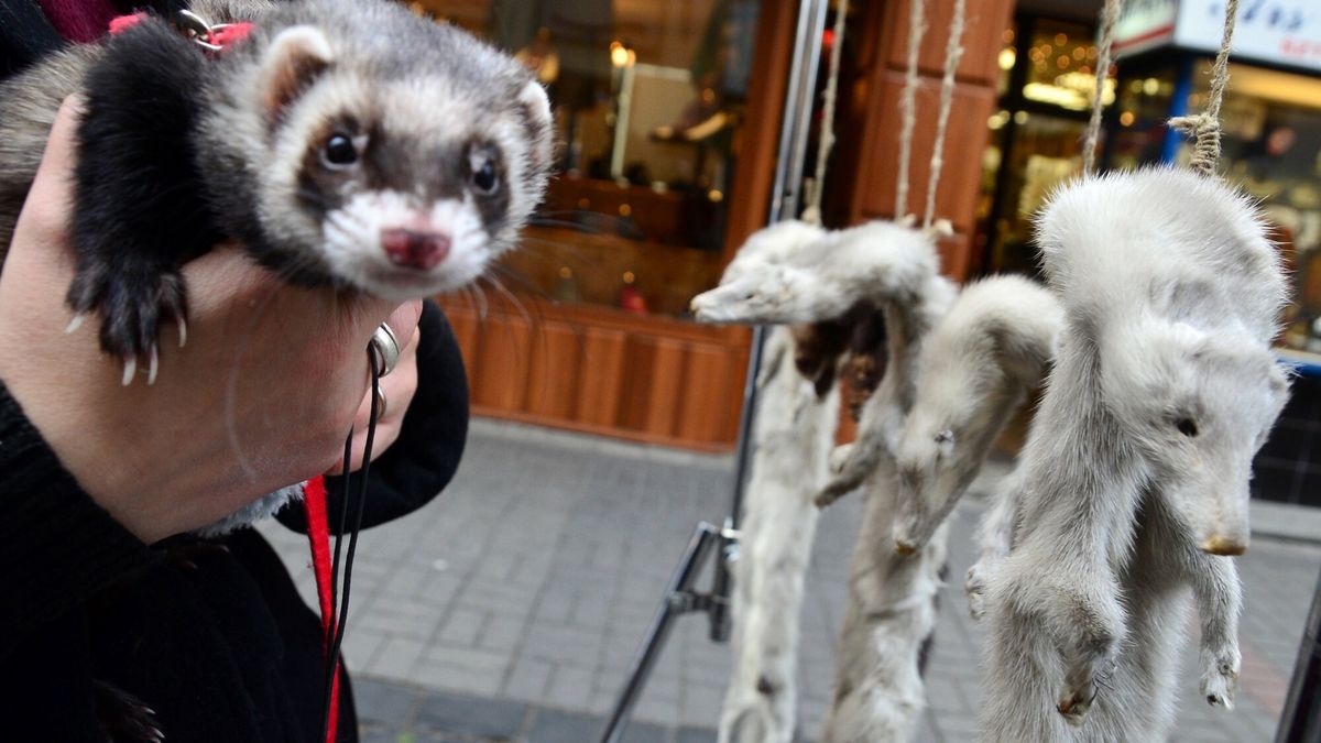 Zakażą hodowli zwierząt na futra?
