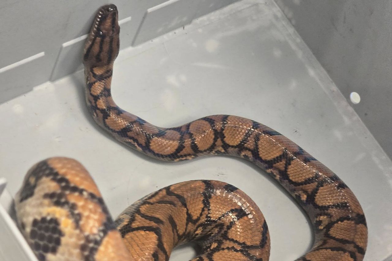 Wąż boa znaleziony przy śmietniku we Wrocławiu. Musi przejść kwarantannę