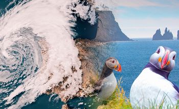 Zginęło ponad trzy tysiące maskonurów. Naukowcy wskazują powód