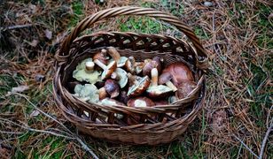 Idą do lasu i gubią drogę. Mnóstwo osób ginie na grzybobraniach