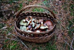 Idą do lasu i gubią drogę. Mnóstwo osób ginie na grzybobraniach