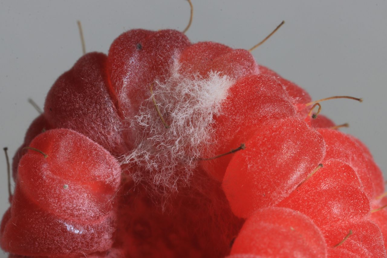 Wyrzuć, nie odkrawaj. To czynnik rakotwórczy numer 1