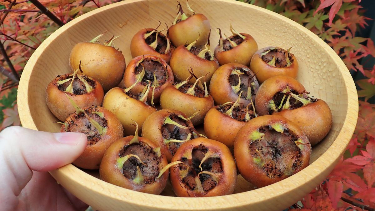 Nieszpułka - Pyszności