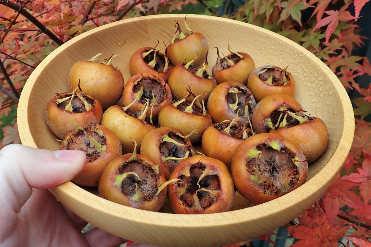 Medlar: The forgotten fruit with surprising health benefits