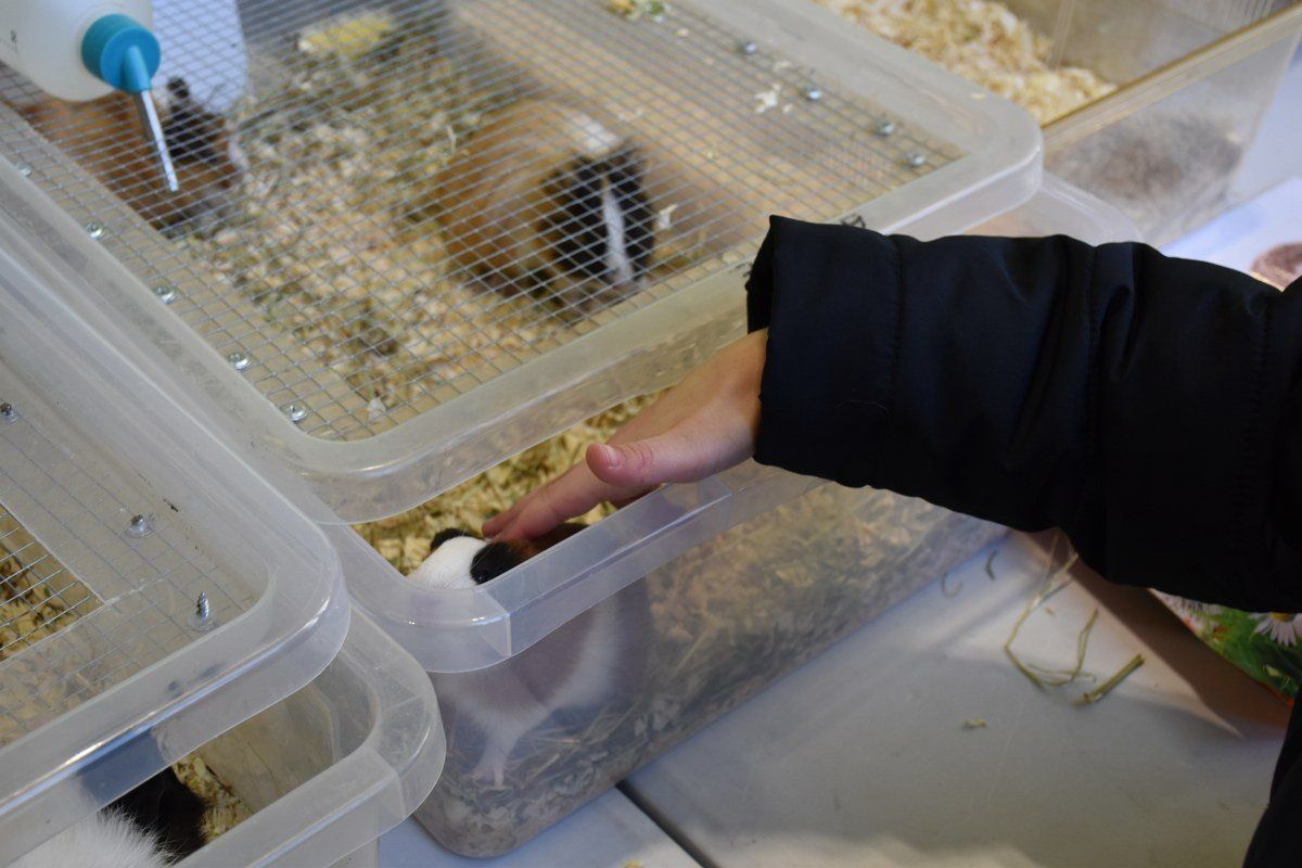 22.11.2025r. Egzotyczne pająki, kolorowe jaszczurki, węże, żaby, a także żółwie i wiele innych można podziwiać podczas Exoticarium - Targów Terrarystycznych, które przez cały weekend odbywają się w hali lekkoatletycznej Ośrodka Rehabilitacji i Rekreacji w Kaliszu