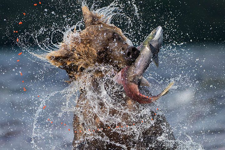 Polak wśród zwycięzców Wildlife Photographer of the Year 2013 [galeria] 6