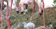 Pisklęta flaminga i kariamy. To pierwsze takie narodziny w gdańskim zoo