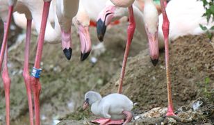 Pisklęta flaminga i kariamy. To pierwsze takie narodziny w gdańskim zoo