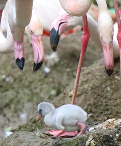 Pisklęta flaminga i kariamy. To pierwsze takie narodziny w gdańskim zoo
