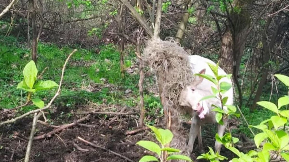 Jeleń Albinos zaplątał się w sznurki