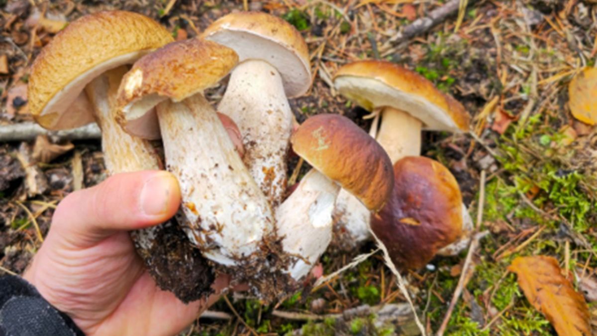 W Holandii grzybobranie jest zakazane.