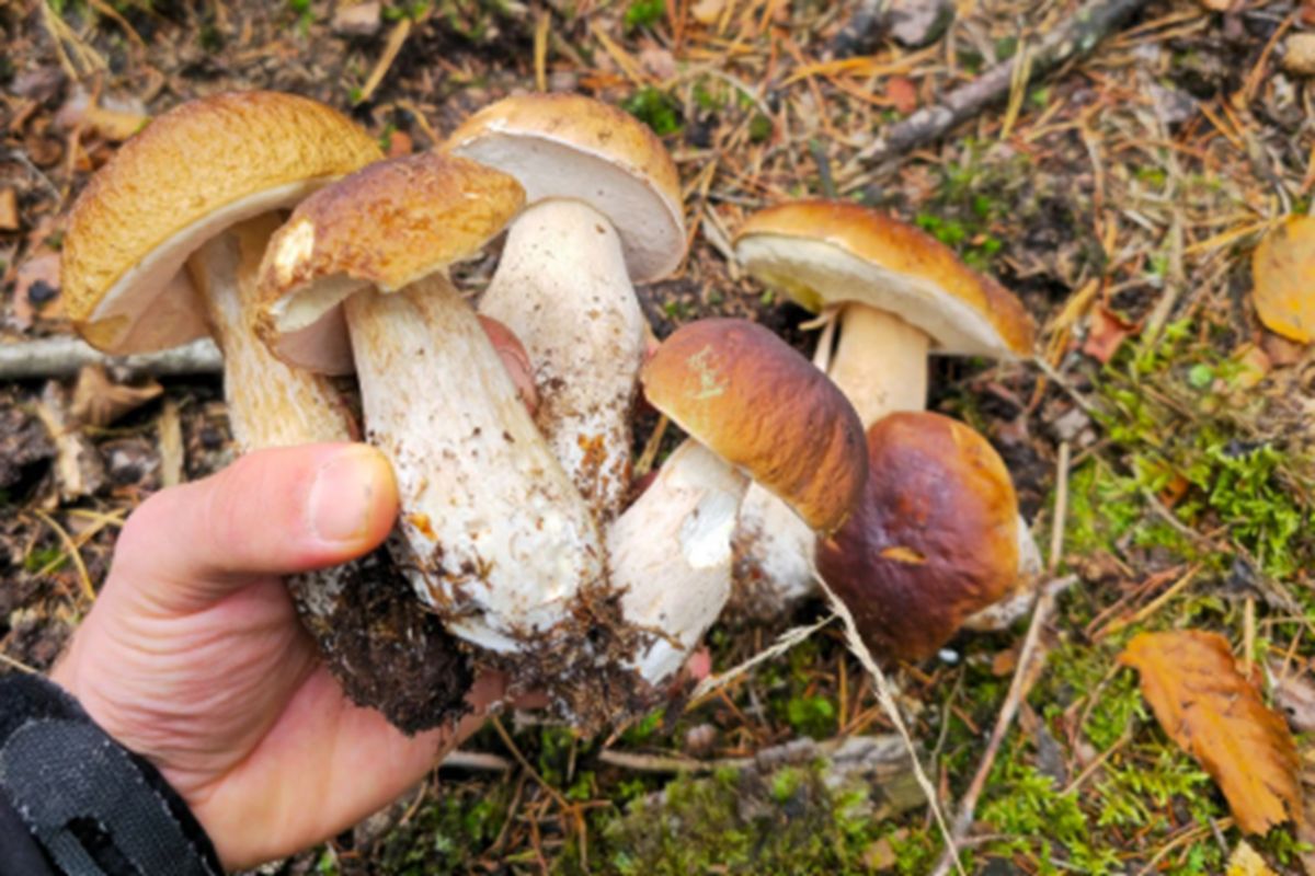 Poszła na grzyby w Holandii. Polka ostrzega. "To przestępstwo"