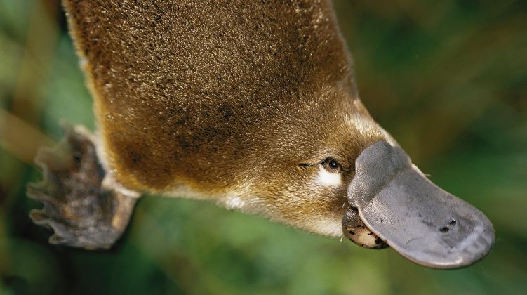Fossil find rewrites evolutionary history of platypuses and echidnas