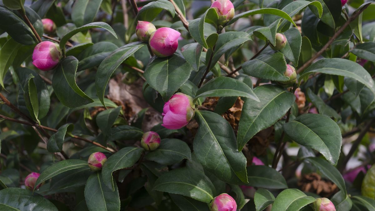 Pink peonies buds in a gardenPhoto taken in a Coruna, Galicia, SpainElizabeth Fernandez