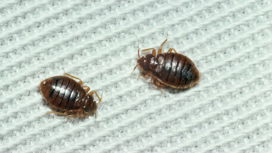Technicy radzą, co zrobić, aby nie przywieźć pluskiew z wakacji