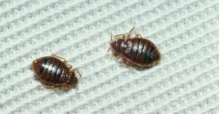 Jak nie przywieźć pluskiew z wakacji? Technicy podpowiadają