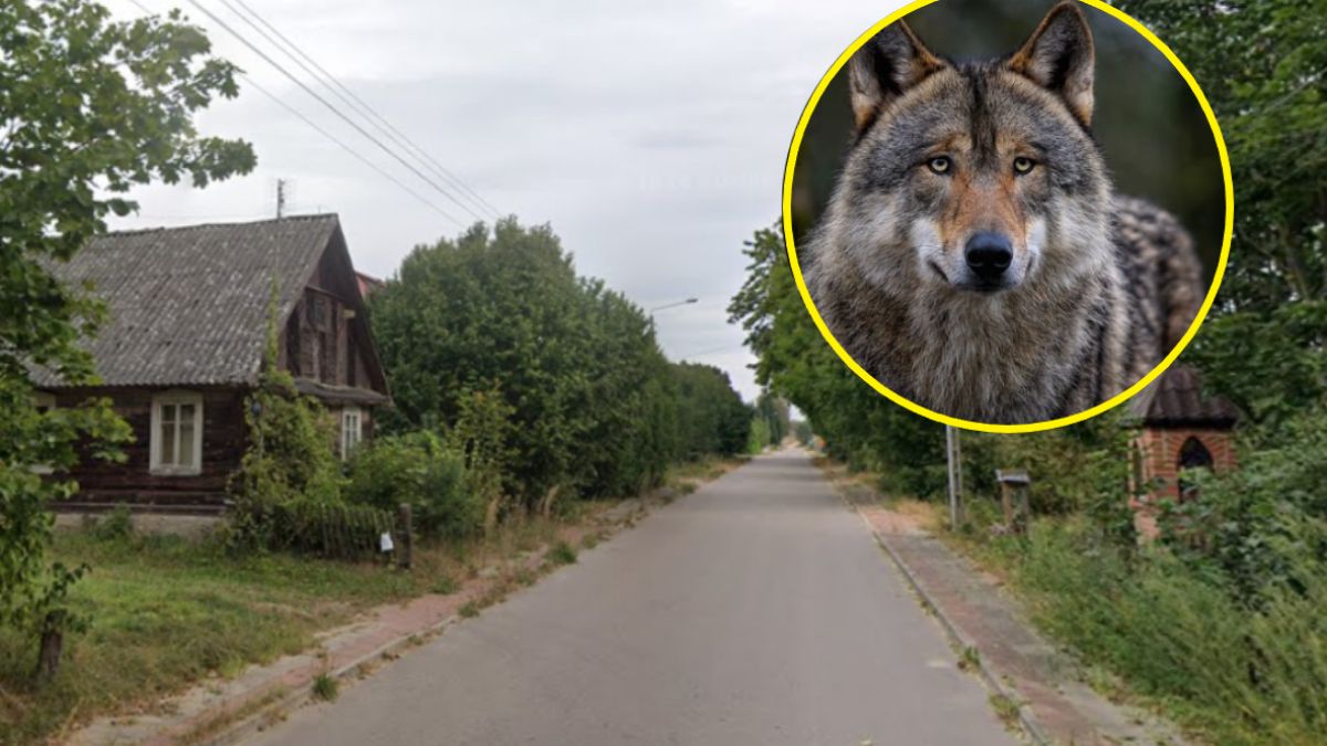 Mieszkańcy kilkunastu wsi boją się wilków