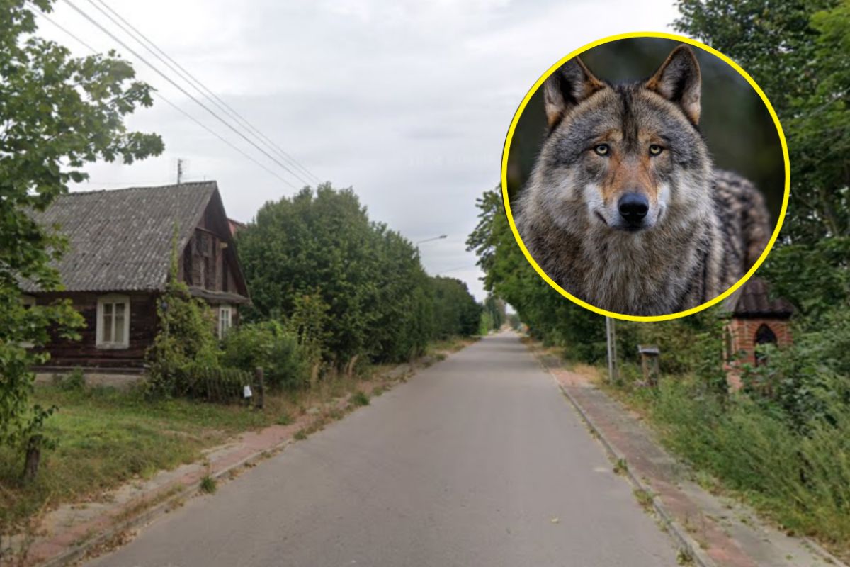 Wilki sieją postrach na Podlasiu. Mieszkańcy boją się wychodzić z domów