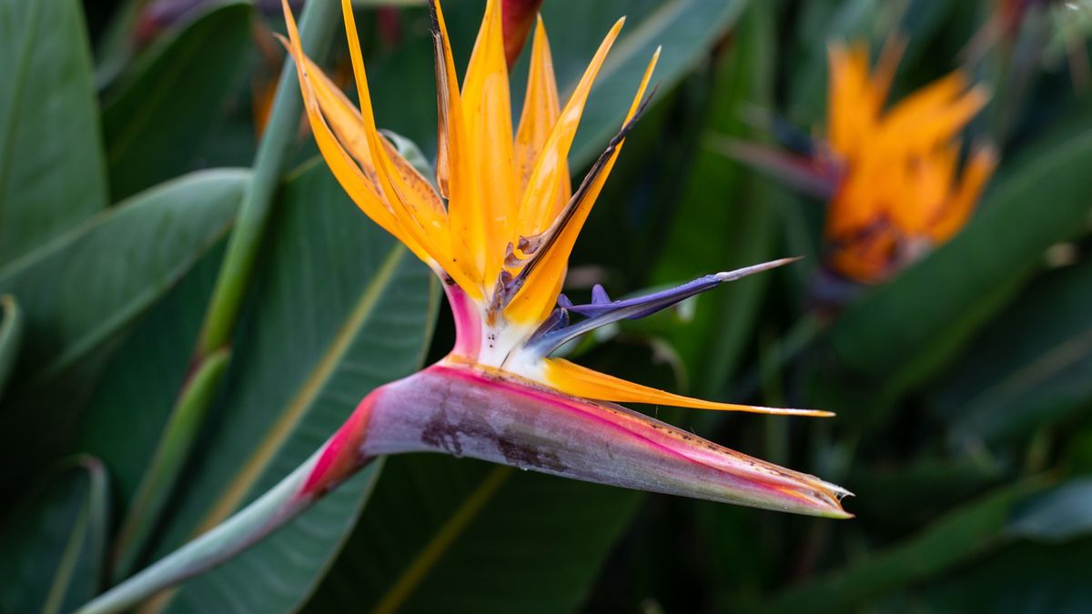 Strelicja Królewska