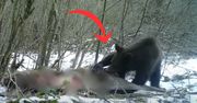 Leśnicy pokazali nagranie. Wilk upolował, niedźwiedź dokończył