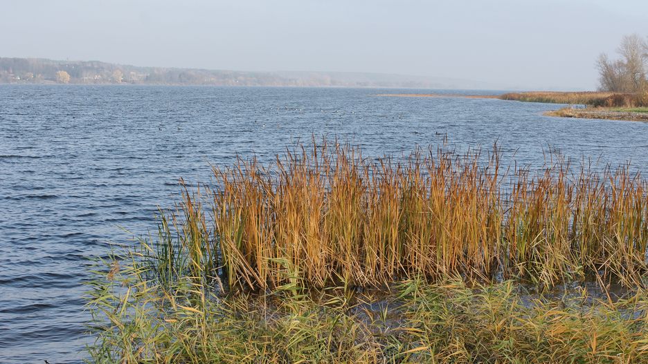 Jezioro Czarne zanieczyszczone nieznaną substancją