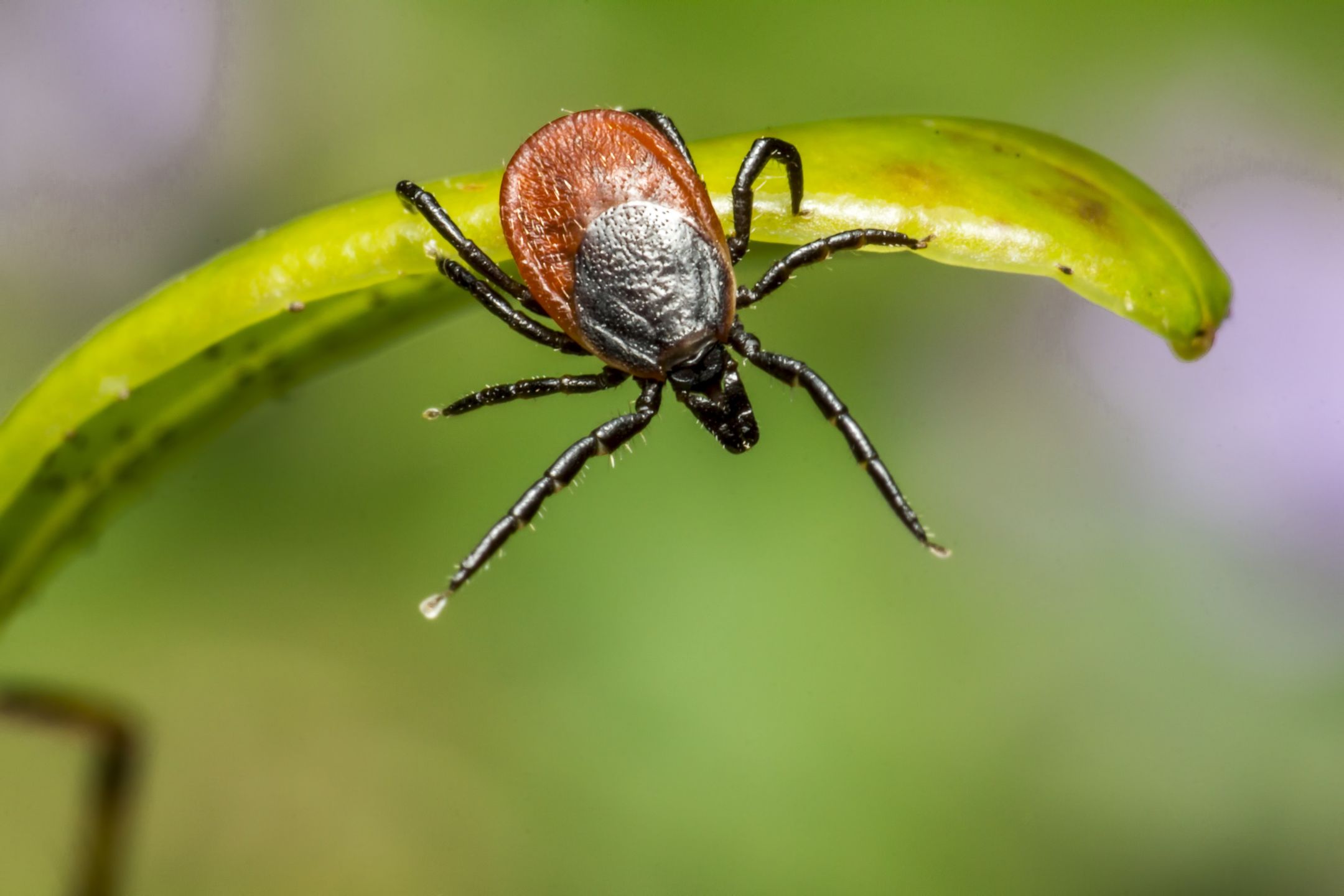 Jodła balsamiczna skutecznym środkiem na kleszcze.